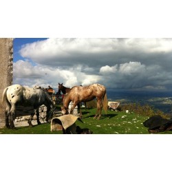 Attività a cavallo presso Le Scuderie del Peschio