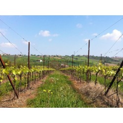 Tenuta Carbognano