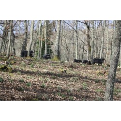 Il Parco dei Nebrodi tra mare e monti