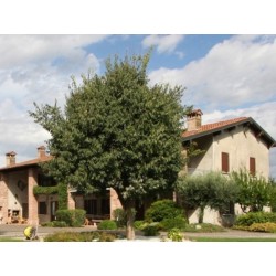 Le Rondini Foresteria Lombarda