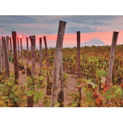 Tenuta di Castellaro