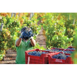 Tenuta di Castellaro