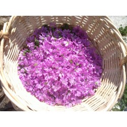 Laboratori o massaggio a scelta con Risveglio Naturale