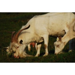 Al Marnich: Soggiorno in montagna a quattrozampe