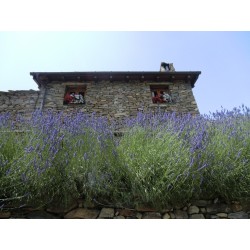 Fontana dell'Olmo