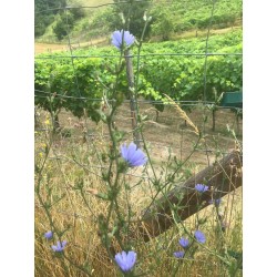 Il Segreto di Miro Agriturismo