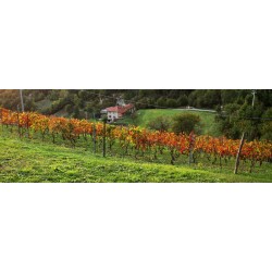 Assaporare il vino con la musica della vite presso Roccabianca