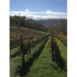 Assaporare il vino con la musica della vite presso Roccabianca