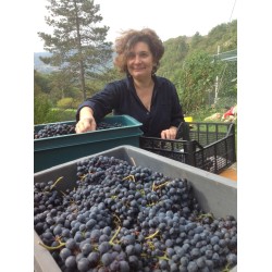 Assaporare il vino con la musica della vite presso Roccabianca