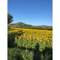 Podere Caldaruccio La Pineta