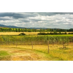 Podere Mulinaccio