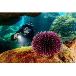 Snorkeling tra storia e biodiversità Megale Hellas Diving Center
