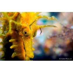 Esperienza subacquea TRY SCUBA con Megale Hellas