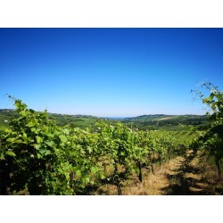 Trekking tra i vigneti e brunch presso Agriturismo Calice dei Cherubini