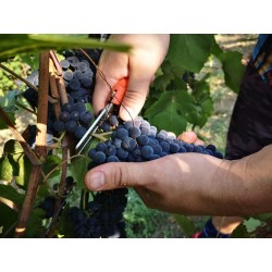 Trekking tra tra le vigne e brunch presso Agriturismo Calice dei Cherubini