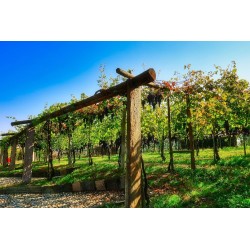 Visita e degustazione al Podere ai Valloni