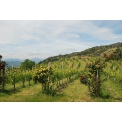 Visita e degustazione al Podere ai Valloni
