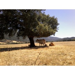 Meladormo B&B