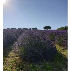 Lavanda che profumo!