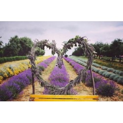 Lavanda che profumo!