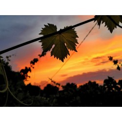 Degustazione di vini che parte dal campo!