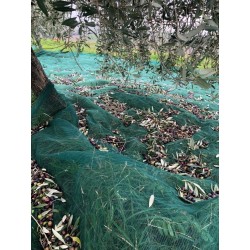 Passeggiata in oliveto e mini corso di assaggio dell’olio extravergine d’oliva!