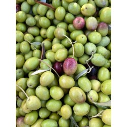 Passeggiata in oliveto e mini corso di assaggio dell’olio extravergine d’oliva!