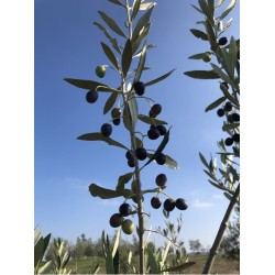 Passeggiata in oliveto e mini corso di assaggio dell’olio extravergine d’oliva!