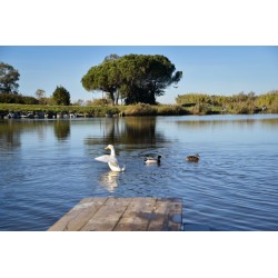 Il Giardino di Manipura