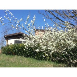 Alla scoperta delle capre di cashmere presso Agriturismo SanLorenzo