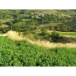 I Campi di Borla