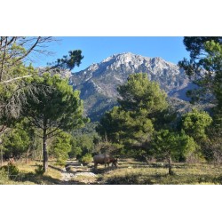 Escursione guidata nel Parco Nazionale del Pollino