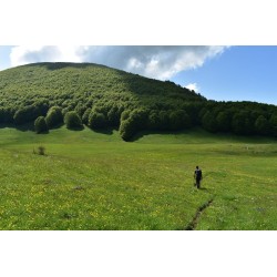 Escursione guidata nel Parco Nazionale del Pollino
