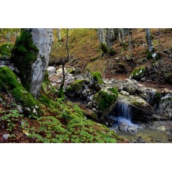Escursione guidata nel Parco Nazionale del Pollino