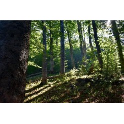 Escursione guidata nel Parco Nazionale del Pollino