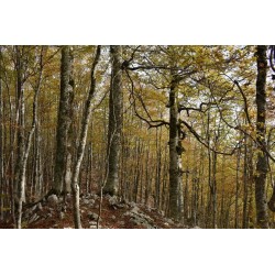 Escursione guidata nel Parco Nazionale del Pollino