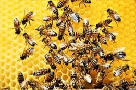 La vita nell’alveare, una comunità complessa, efficiente e affascinante