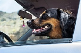 In viaggio con miao e fido: l'amore per gli animali non va in vacanza