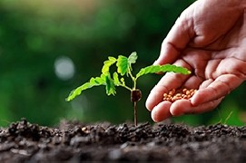 Adotta un albero e sostieni chi se ne prende cura con amore