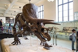 Musei per bambini da visitare e scoprire comodamente online