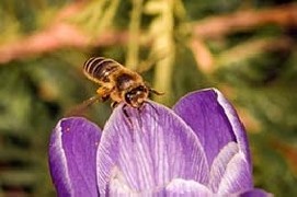 Api e biodiversità sono fondamentali per la vita sulla Terra