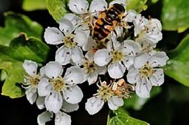 Le api in città per aiutare l’ambiente e la biodiversità