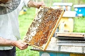 Il lavoro dell’apicoltore, un ruolo fondamentale per la difesa dell’ambiente
