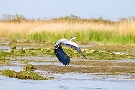 Birdwatching, una passione in forte crescita in tutta Italia