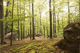 Boschi e foreste in Italia, un patrimonio da difendere e tutelare