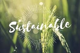 Cibi sostenibili: quali sono e come sceglierli