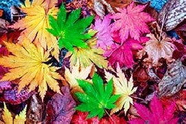 Foliage in Italia, il nuovo modo di scoprire la natura