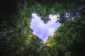 Tutelare le foreste primarie per proteggere la biodiversità