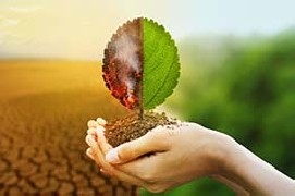 Gli alberi aiutano il clima e proteggono il Pianeta