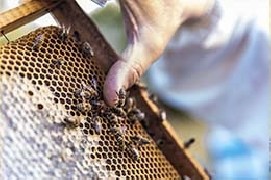 5 azioni semplici e quotidiane per proteggere e salvaguardare la vita delle api